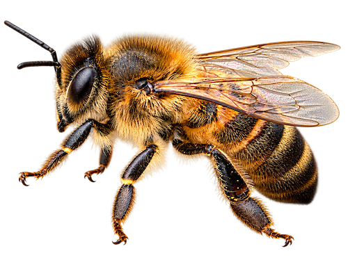 bee